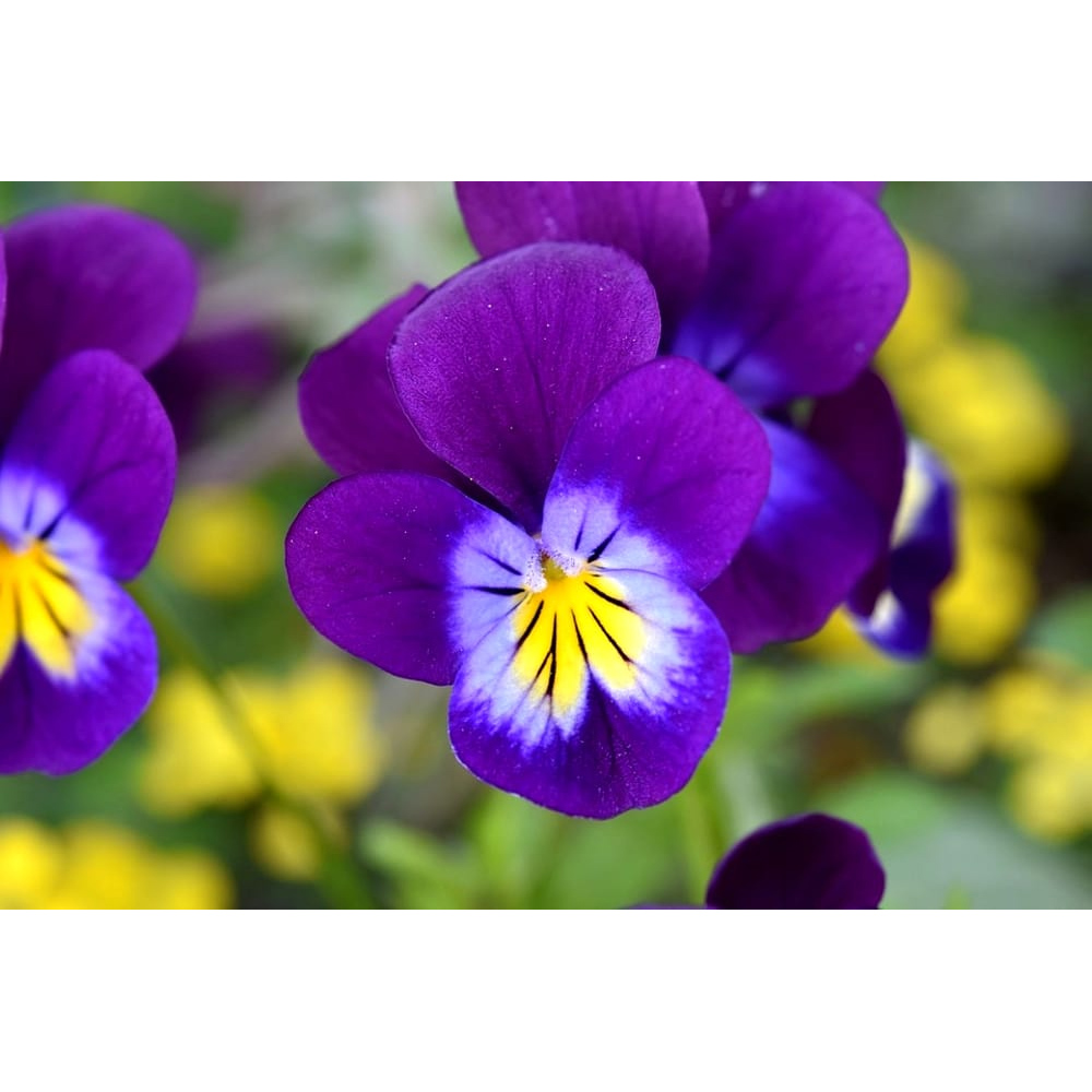 CANDELA PROFUMATA ORGANIC SKYLITE 250gr profumazione mandarino e coriandolo